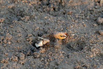 Two crabs on a sandy shore.