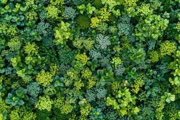 Naklejka premium Aerial view of lush forests absorbing co2 for carbon neutrality and emission reduction