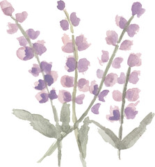 lavender flower watercolour illustration clipart