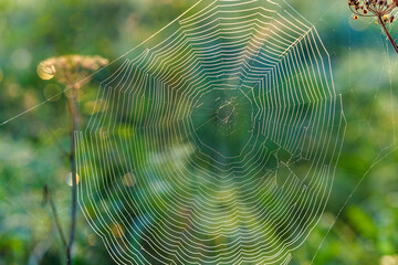 spider web in the morning