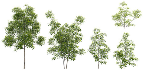 Collection of nothern belle sweetbay magnoila plants with transparent background