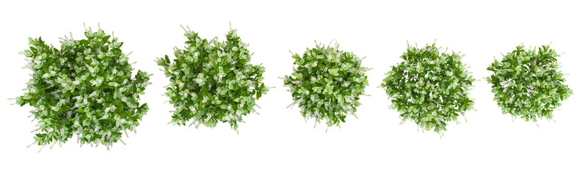 Collection of Sixteen candles summersweet plants with transparent background from top view