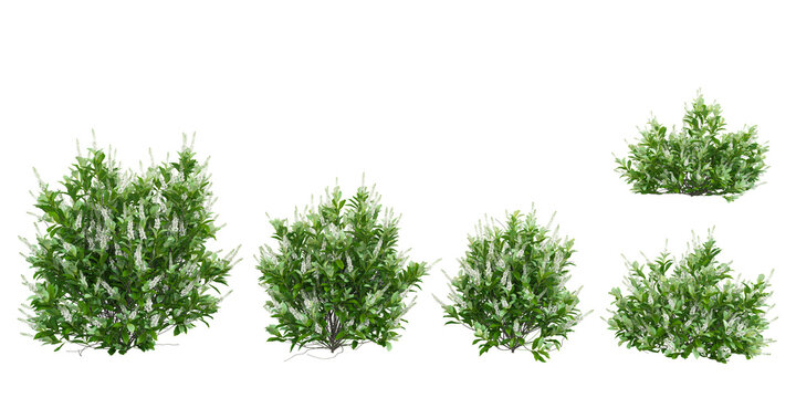 Collection of Sixteen candles summersweet plants with transparent background