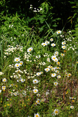 Blume / Flower / Flos