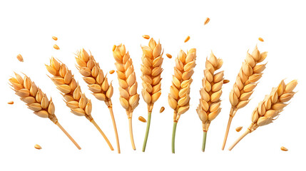 Fresh wheat ears on a transparent background