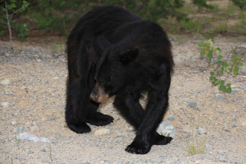 Schwarzbär / Black bear / Ursus americanus.