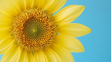 Obraz premium Symmetry in Flower Petals, Investigate the radial symmetry of flowers, such as daisies or sunflowers, and how this symmetry attracts pollinators and facilitates reproduction.