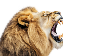 Lion Roaring Profile Isolated on White and Png Transparent Background