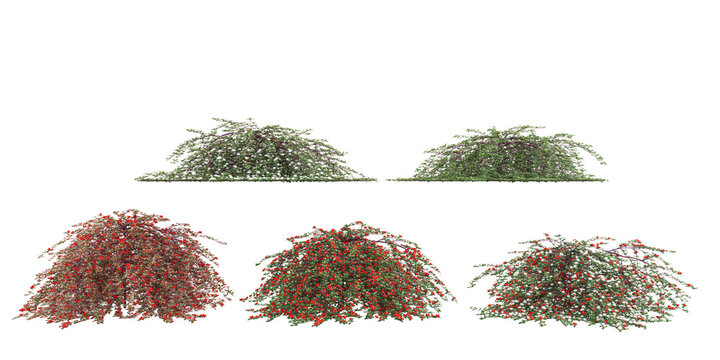 set of Coral beauty cotoneaster trees on transparent background