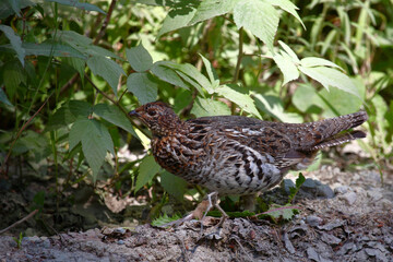 Obraz premium Kragenhuhn / Ruffed grouse / Bonasa umbellus