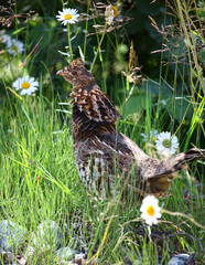Kragenhuhn / Ruffed grouse / Bonasa umbellus