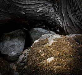 Moss tree boulder river fall nature landscape