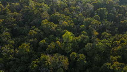 Peruvian Amazon rainforests, aerial photos taken with drone of the Amazon, biodiverse forests, with...