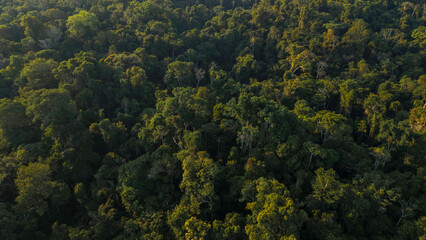 Peruvian Amazon rainforests, aerial photos taken with drone of the Amazon, biodiverse forests, with...