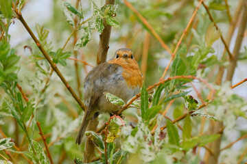 Close-up of a Robin perching on a branch