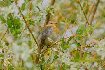Close-up of a Robin perching on a branch