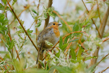 Close-up of Robin perching on branch