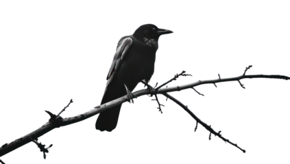 PNG Solitary crow on bare branch