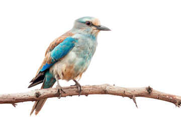 PNG Colorful bird perched on branch