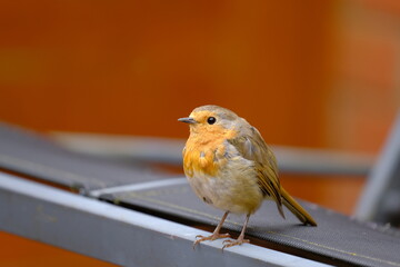 Close-up of a Robin perching on a bench