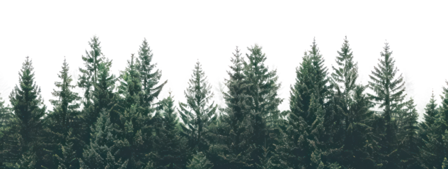PNG Serene evergreen forest landscape image