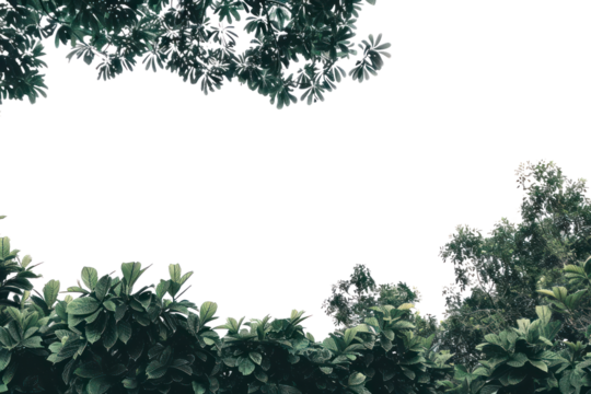 PNG Lush green foliage against sky