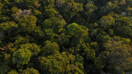Peruvian Amazon rainforests, aerial photos taken with drone of the Amazon, biodiverse forests, with...
