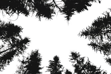 PNG Silhouetted treetops against sky