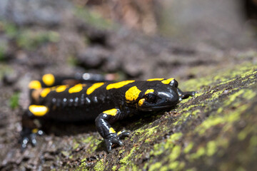 Salamandra