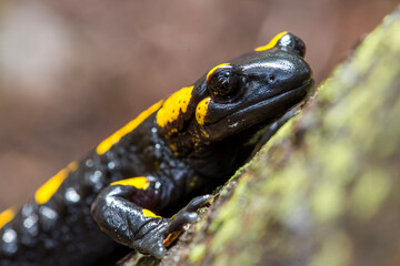 Salamandra © Michal Przystas