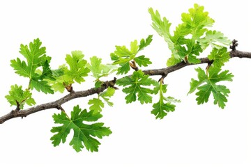Oak Tree Branch with Green Leaves Isolated on White Background