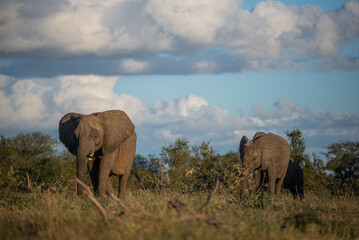 Elephant herd