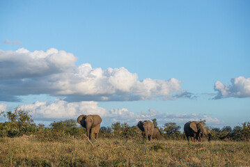 Elephant herd