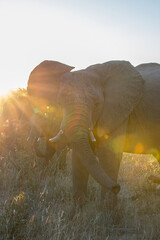 Elephant at sunset