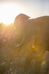 Elephant at sunset
