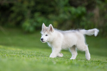 Alaskan malamute © Michal Przystas