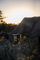 Elephant at sunset