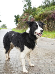 Perro pastor blanco y negro