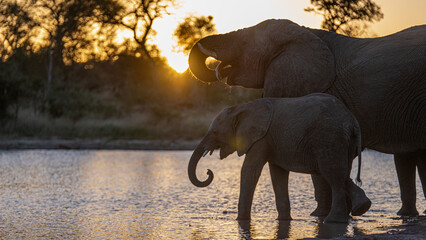 Elephants at sunset