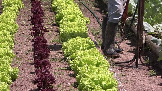 campesino cuidando su huerta de lechuga en el campo