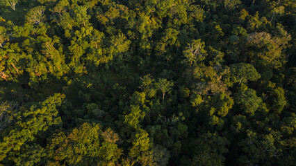 Peruvian Amazon rainforests, aerial photos taken with drone of the Amazon, biodiverse forests, with...