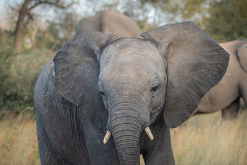 African elephant