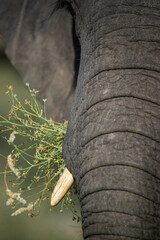 African elephant