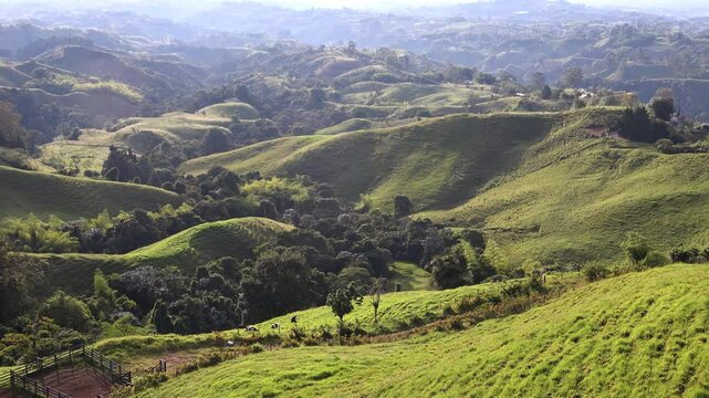 Campos del eje cafetero Colombiano