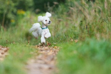 Girl throws a stick to the dog in natural park of Town. Woman in blue dress walking with dog