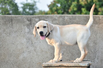 A Labrador Retriever puppy is playful, friendly, and full of energy. With soft fur, big brown eyes,...