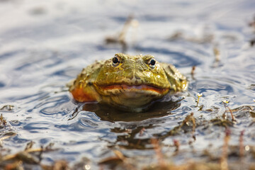 African bullfrog is carnivorous and a voracious eater, eating insects, small rodents, reptiles, small birds, and other amphibians. It is also a cannibalistic species.