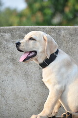 A Labrador Retriever puppy is playful, friendly, and full of energy. With soft fur, big brown eyes, and floppy ears, it loves to explore, cuddle and bond with its family, making it a perfect companion