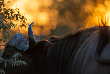 Cape buffalo