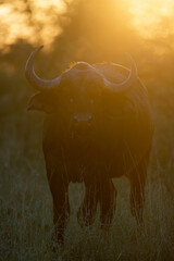 Cape buffalo portrait